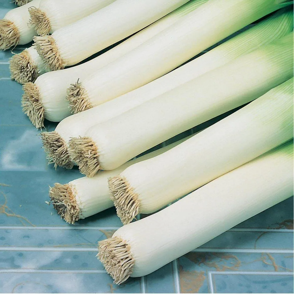 Johnson's Organic Leek Carentan 3 Seeds